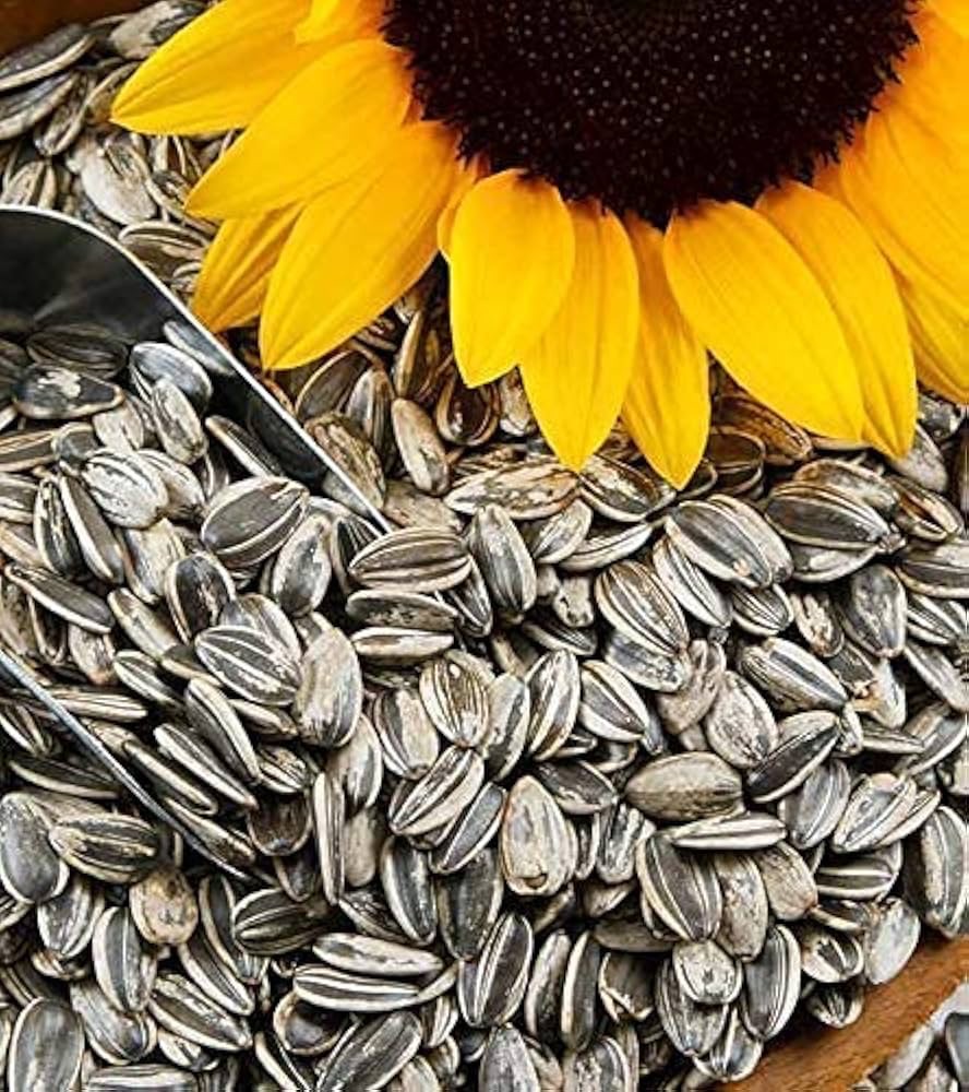 Sun flower seeds