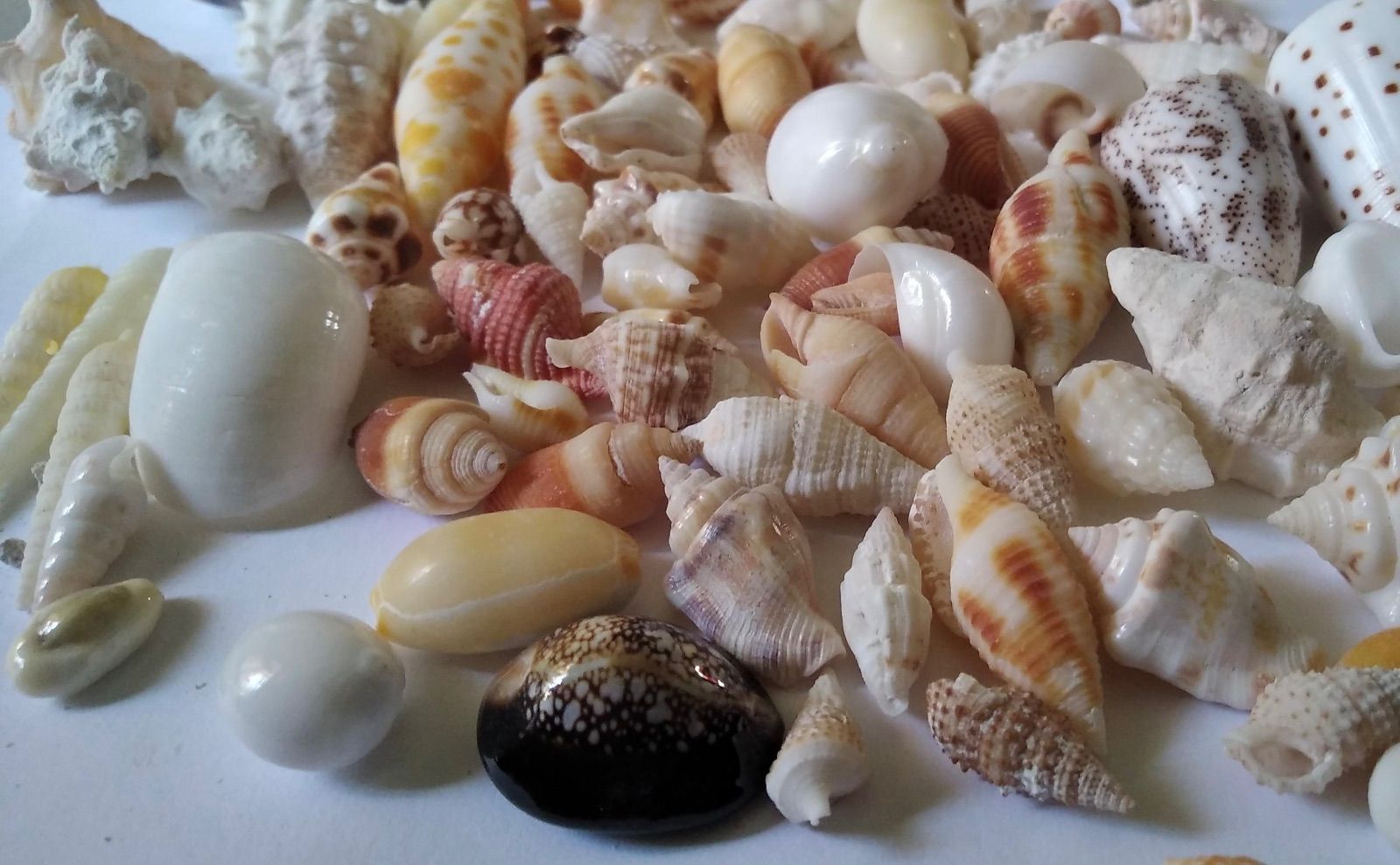 Maldive shells