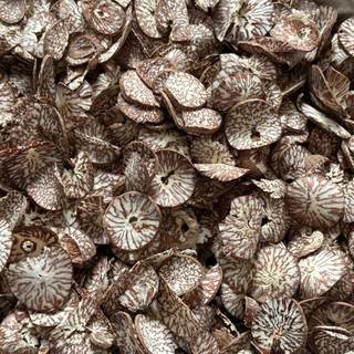Koshi Foah 1kg