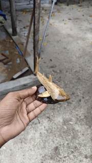 Wooden Whale Shark