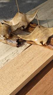 Wooden Manta Ray